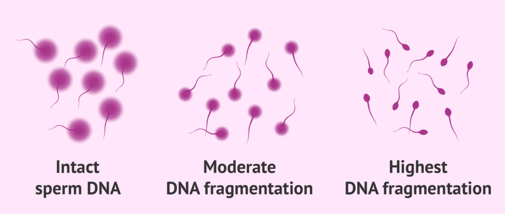 DNA Fragmentation Results